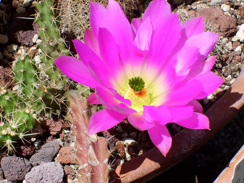 Echinocereus  pentalophus 