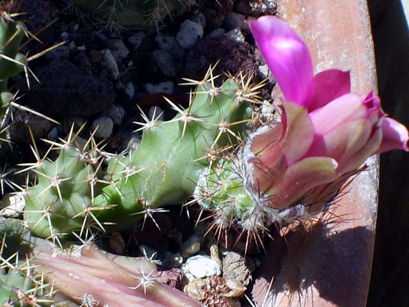 Echinocereus  pentalophus 