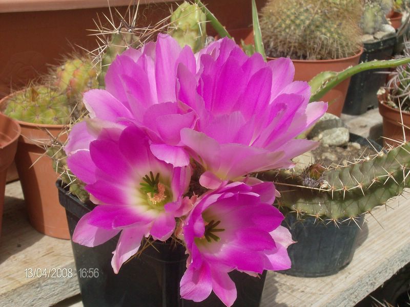 Echinocereus  pentalophus 