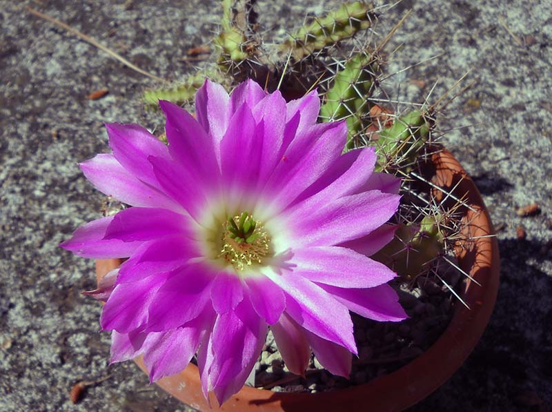 Echinocereus pentalophus 