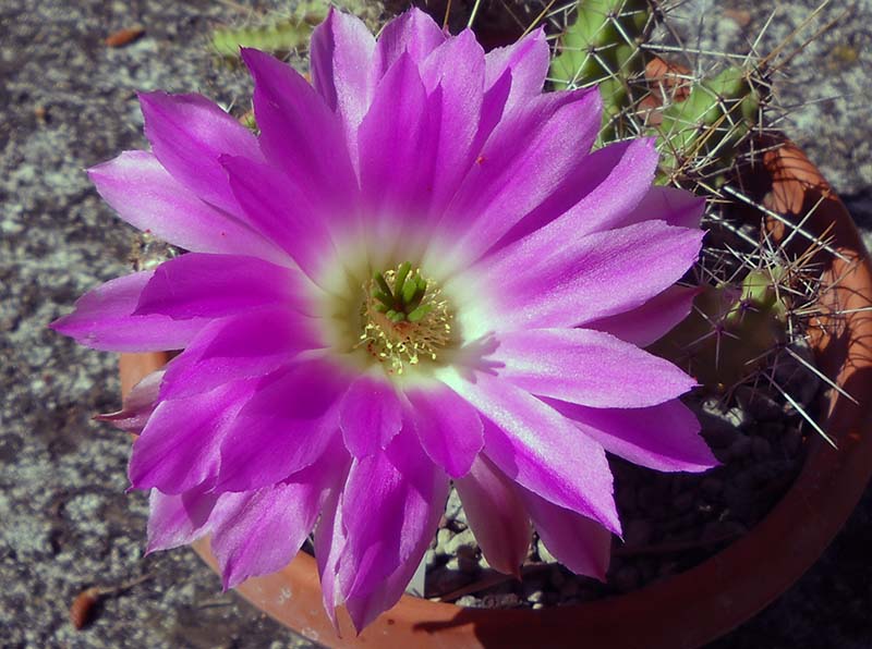 Echinocereus pentalophus 