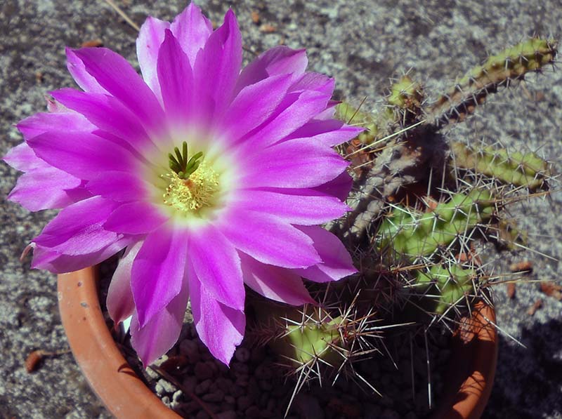 Echinocereus pentalophus 