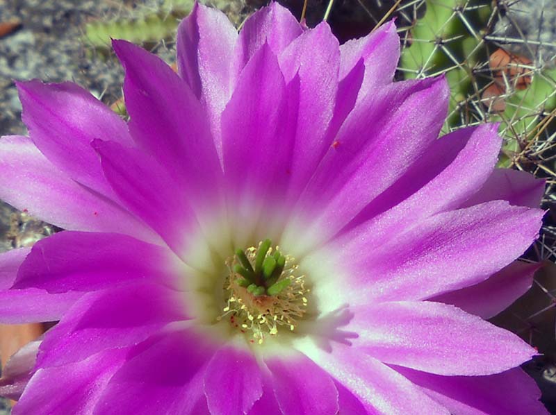 Echinocereus  pentalophus 