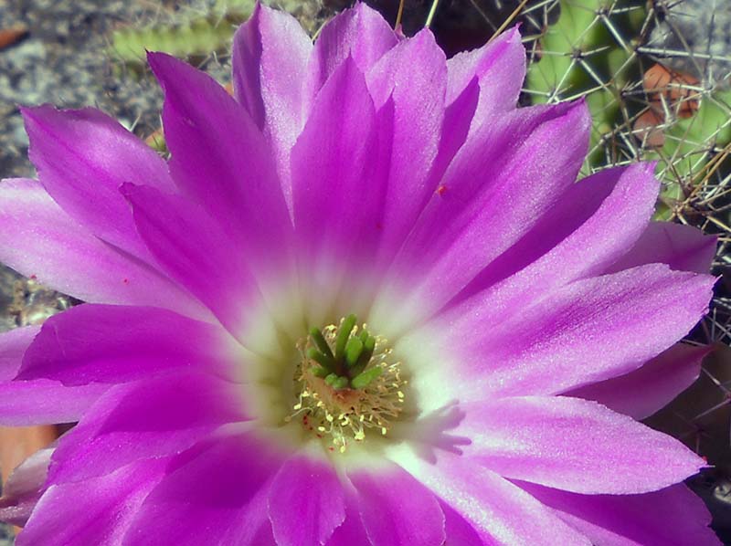 Echinocereus pentalophus 