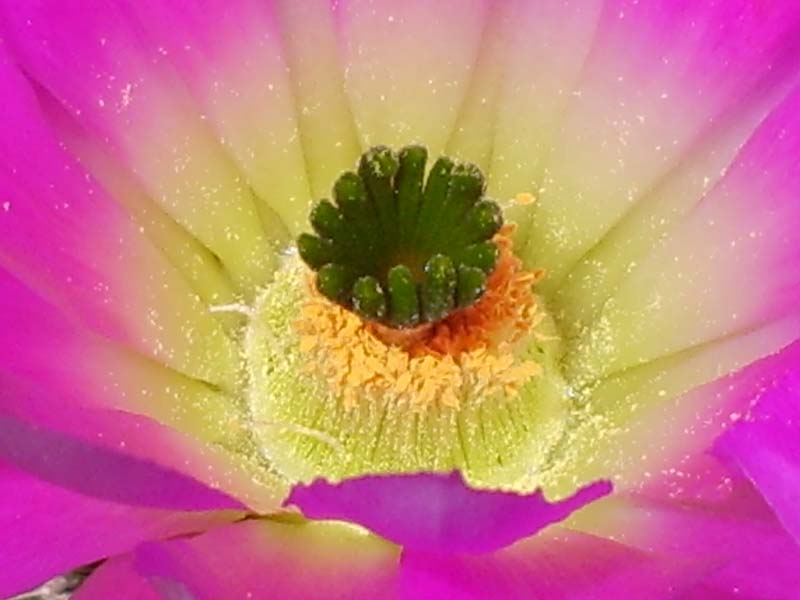 Echinocereus pentalophus 