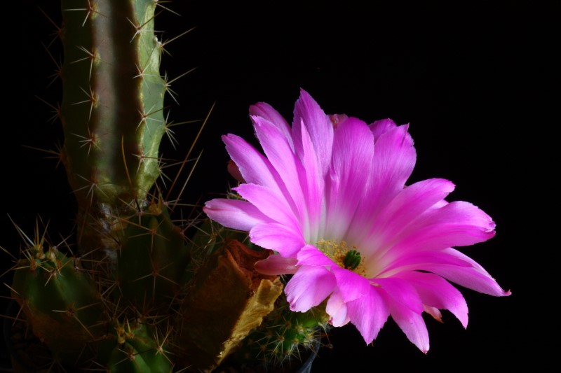 Echinocereus pentalophus ssp. leonensis 