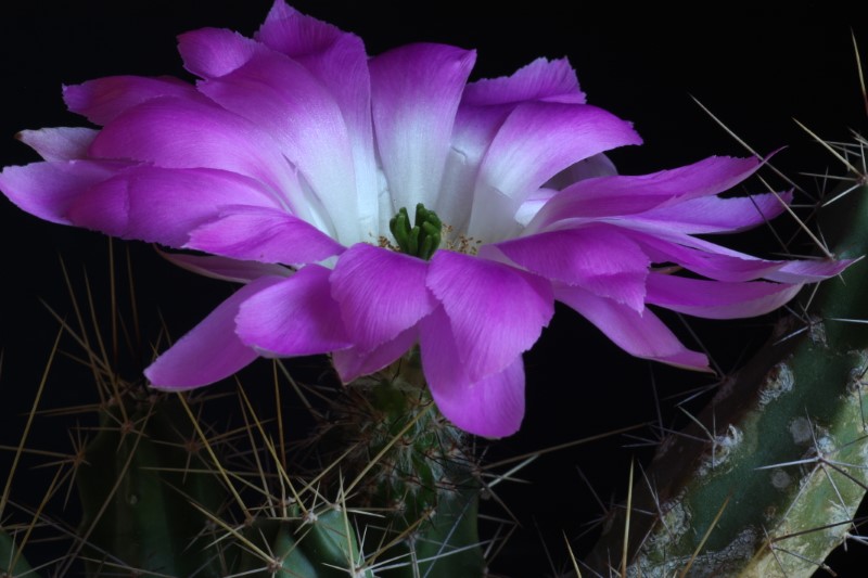 Echinocereus  pentalophus ssp. leonensis 