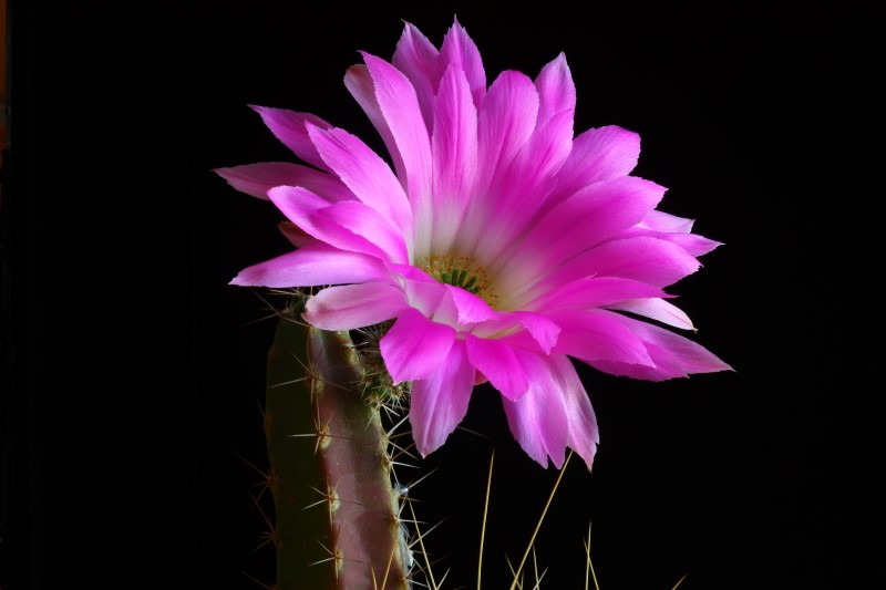 Echinocereus  pentalophus ssp. leonensis 