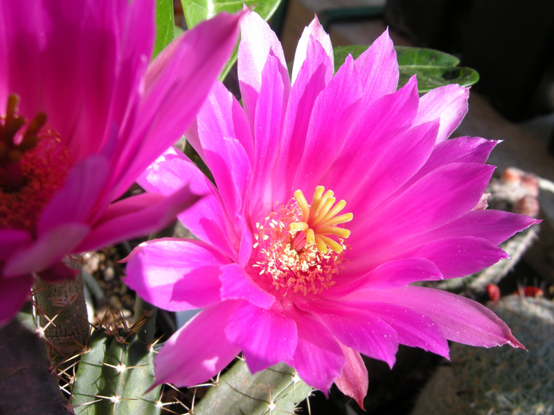 Echinocereus pentalophus 