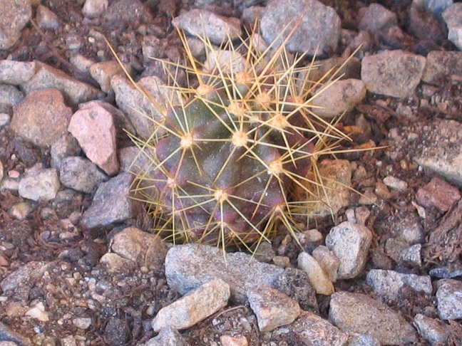 Echinocereus polyacanthus ssp. durangensis 