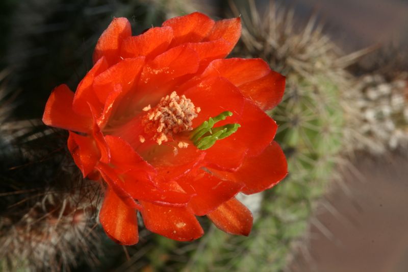 echinocereus  polyacanthus v. densus