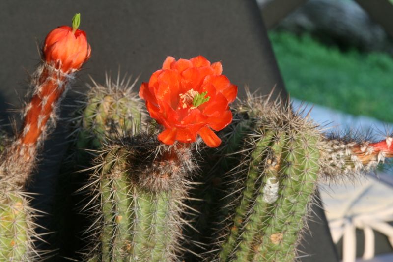 Echinocereus polyacanthus v. densus 