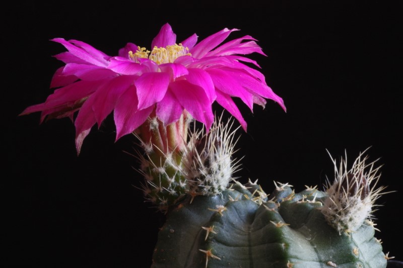 Echinocereus pulchellus 