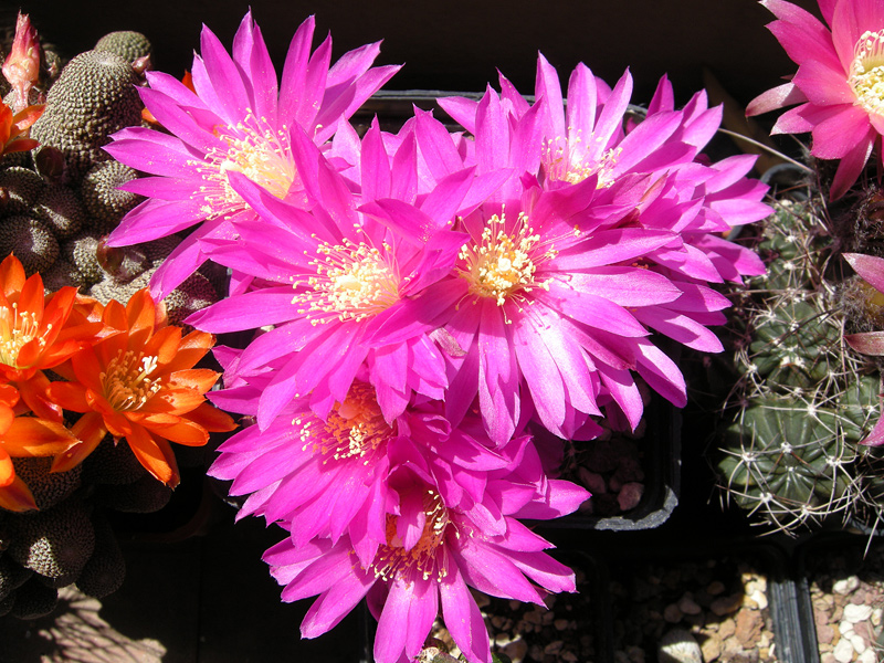 echinocereus pulchellus v. acanthosetus