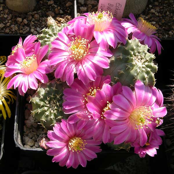 Echinocereus  pulchellus BV126