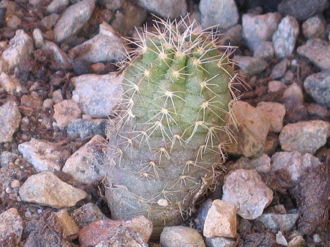 echinocereus pulchellus