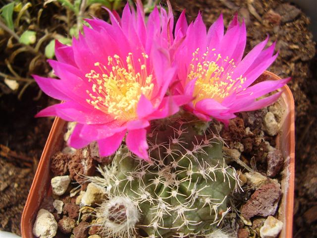 Echinocereus pulchellus v. acanthosetus 