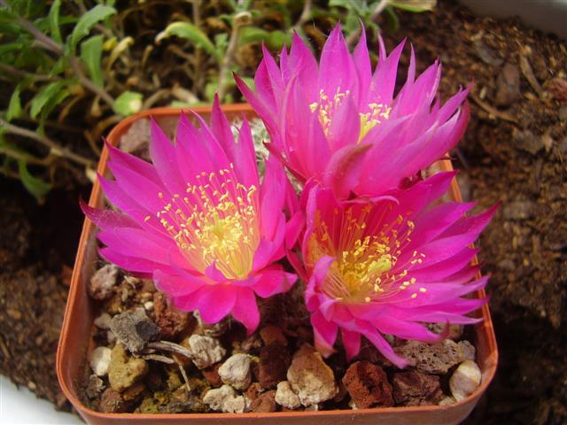 Echinocereus  pulchellus v. acanthosetus 