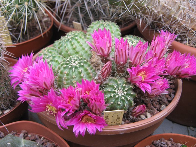 echinocereus  pulchellus v. amoenus f. aguirrei