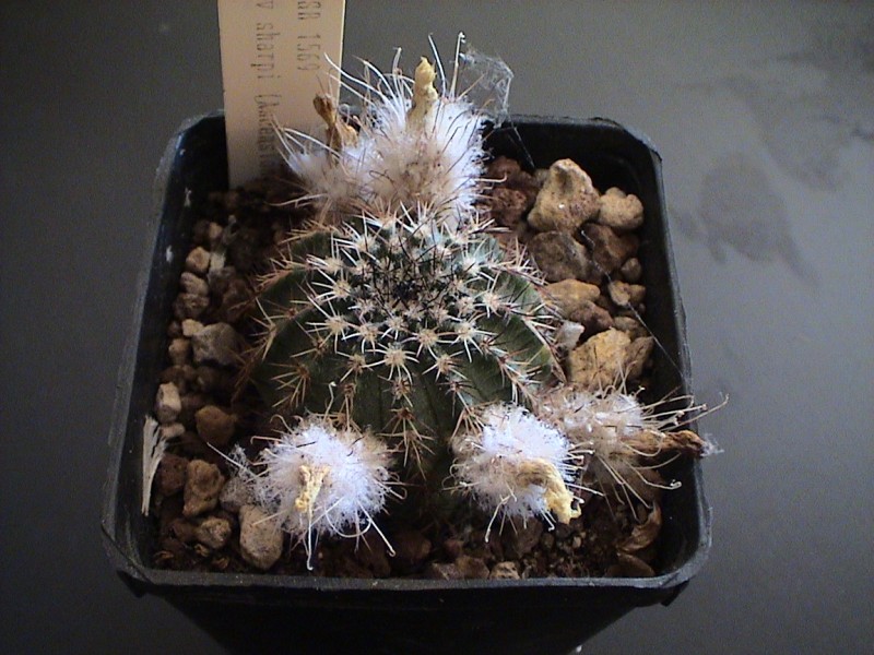 Echinocereus pulchellus v. sharpii 