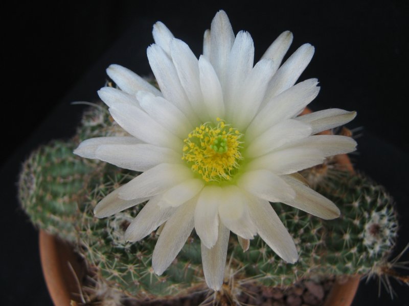 Echinocereus  pulchellus v. sharpii HK1825