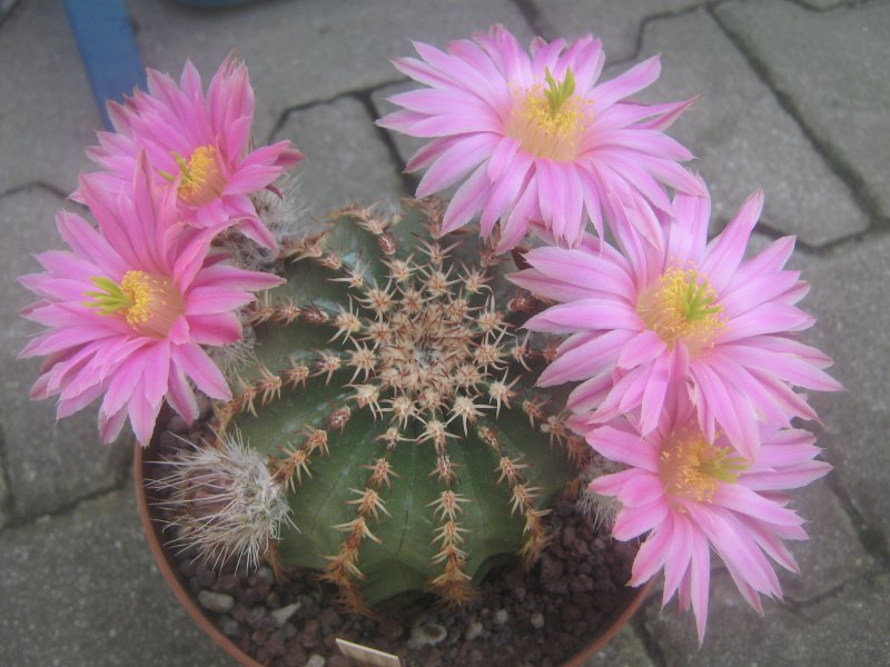 Echinocereus  pulchellus v. weinbergii L691