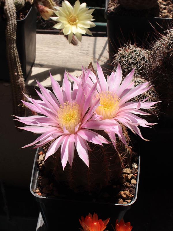 Echinocereus  pulchellus ssp. weinbergii L 691