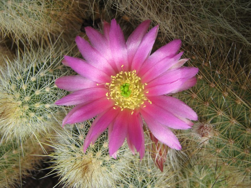 Echinocereus  rayonesensis L1101