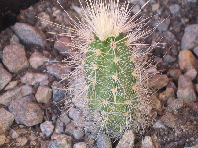 Echinocereus rayonesensis L1101