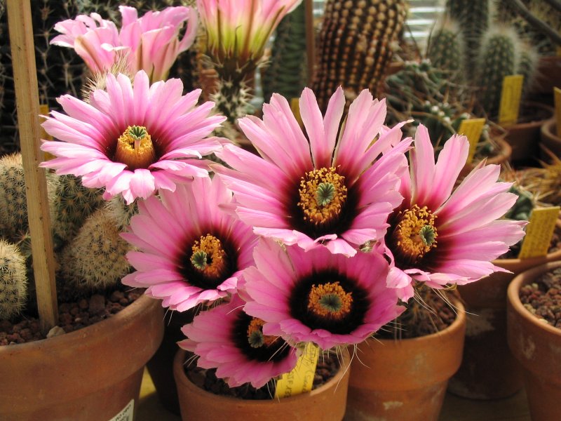 echinocereus  reichenbachii v. purpureus