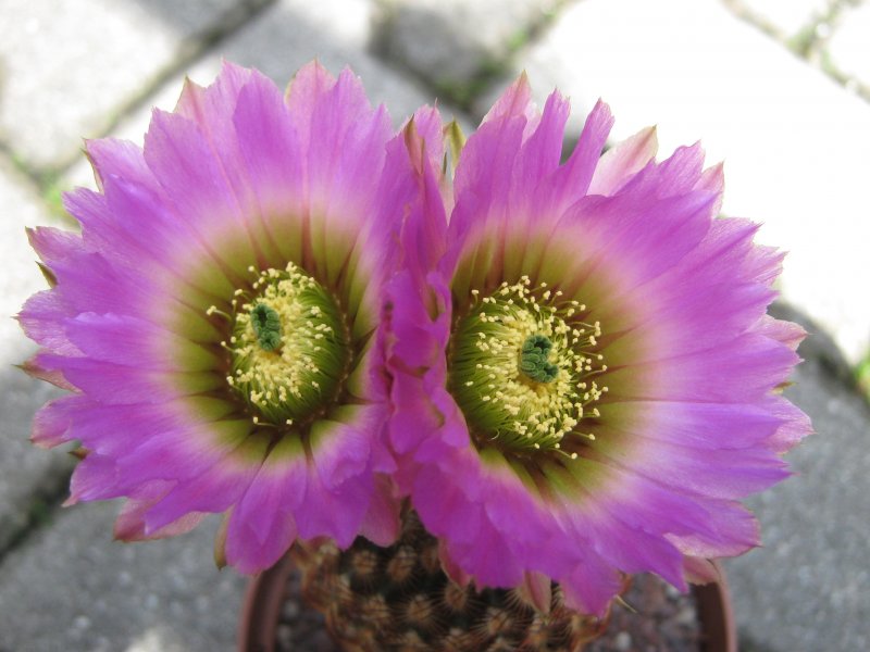 Echinocereus  reichenbachii 