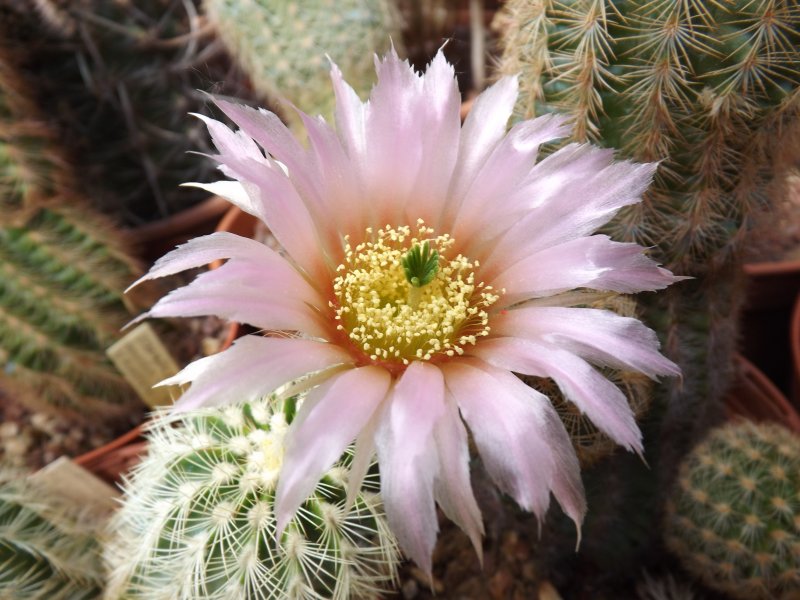 echinocereus  reichenbachii v. baileyi f. albispinus