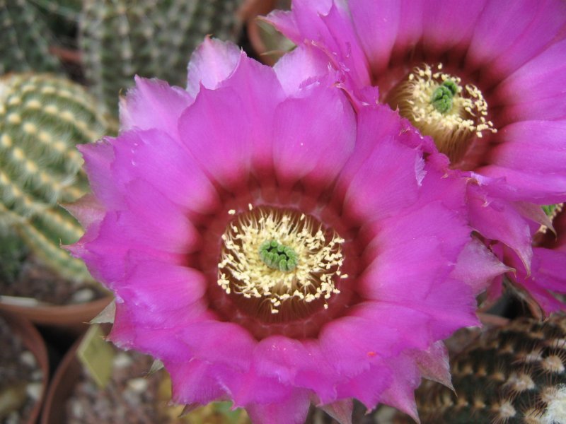 Echinocereus  reichenbachii ssp. caespitosus 