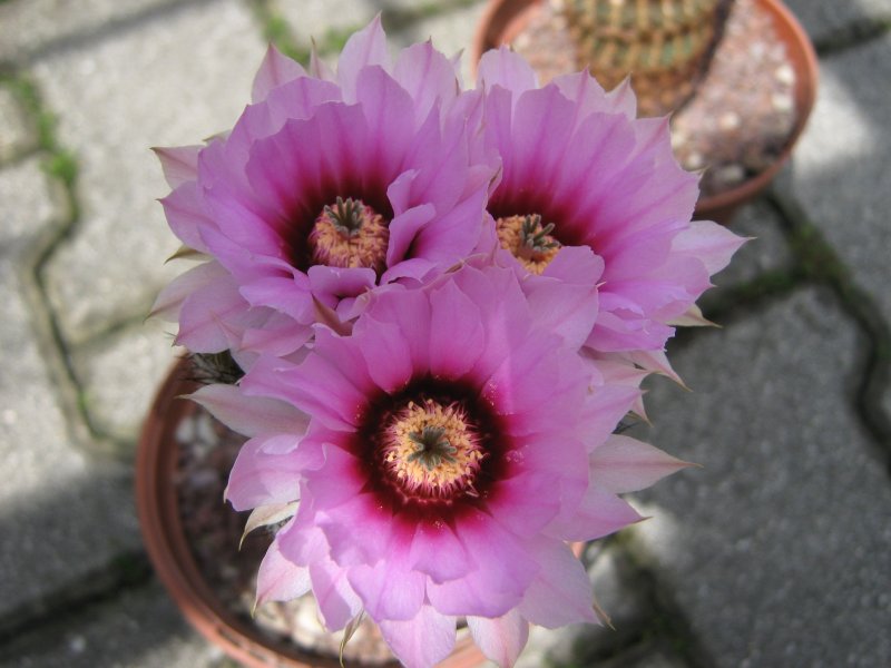 Echinocereus  reichenbachii ssp. fitchii SB853