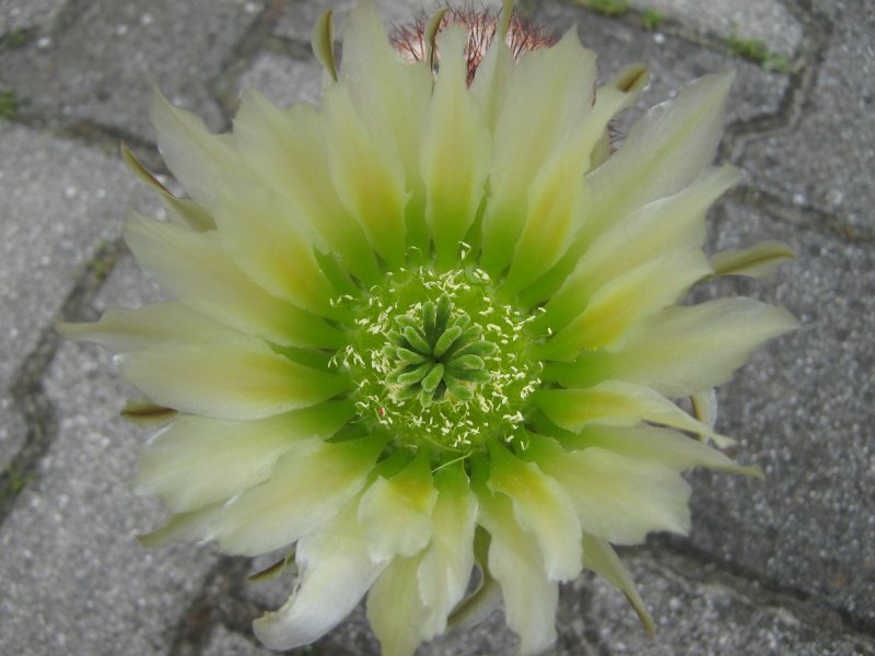 echinocereus  reichenbachii v. fitchii