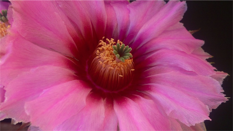 Echinocereus reichenbachii 