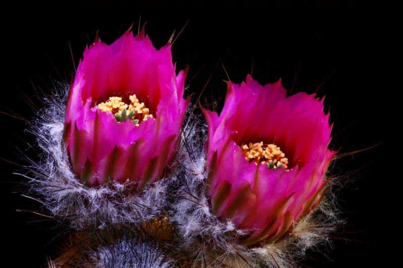 Echinocereus  reichenbachii 