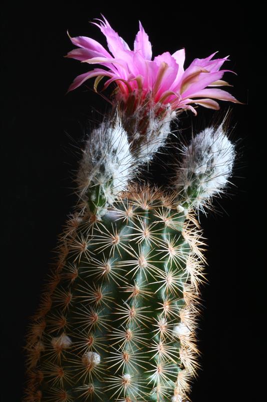 Echinocereus  reichenbachii 