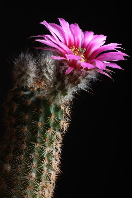 Echinocereus reichenbachii 