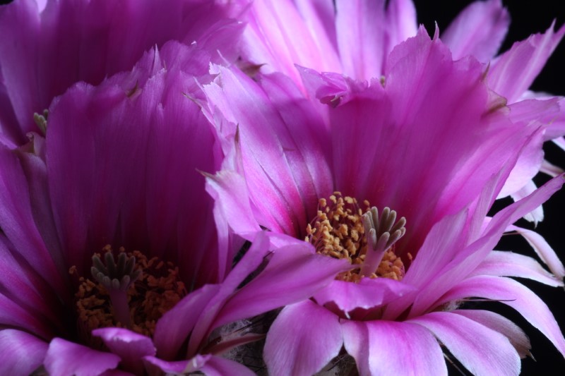 Echinocereus  reichenbachii 