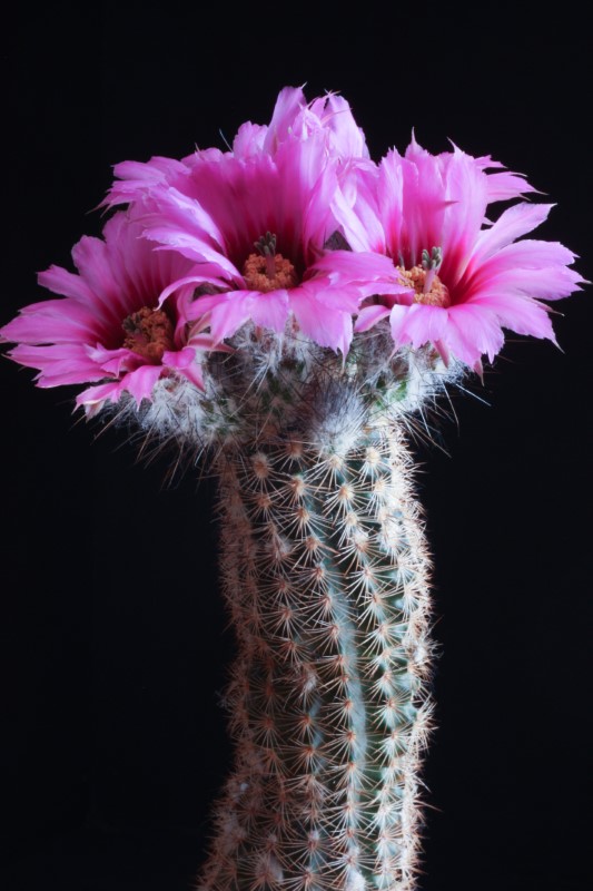 Echinocereus  reichenbachii 