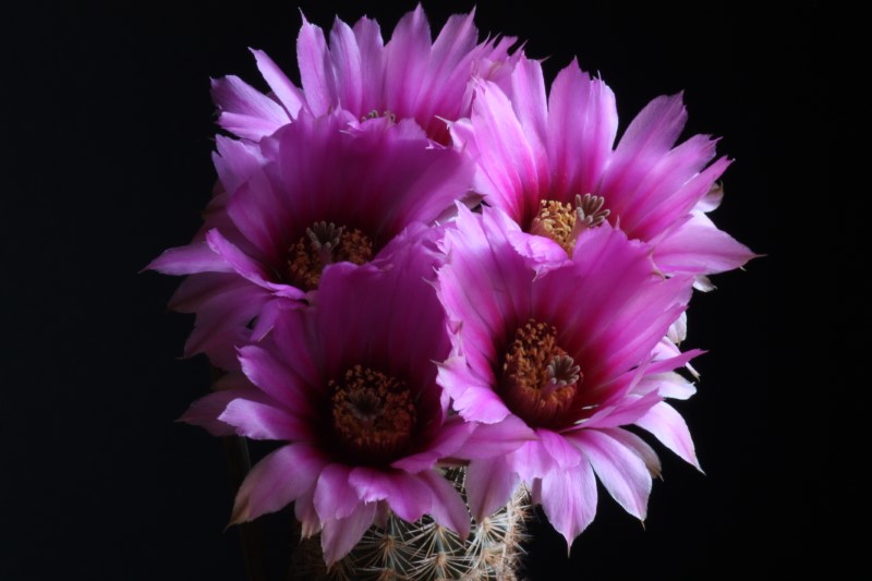 Echinocereus  reichenbachii 