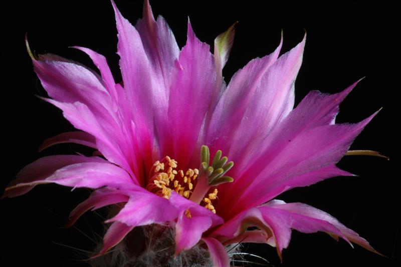 Echinocereus reichenbachii 