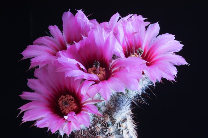 Echinocereus reichenbachii 