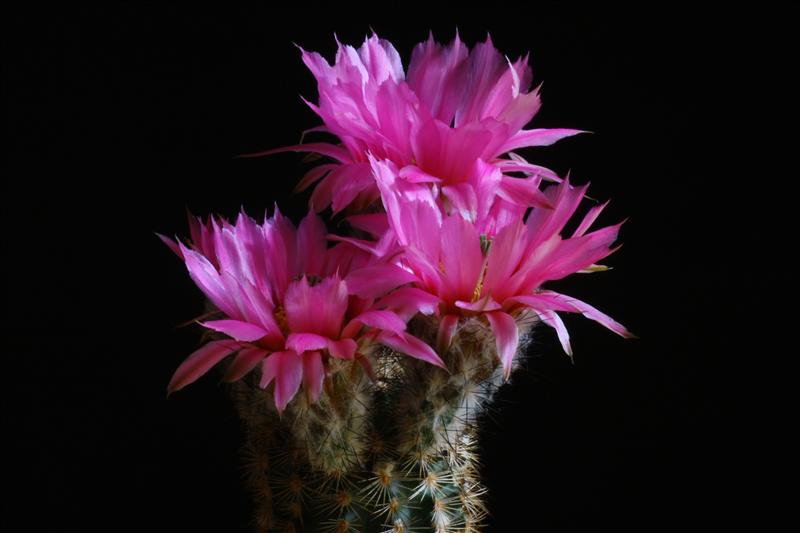 Echinocereus reichenbachii 