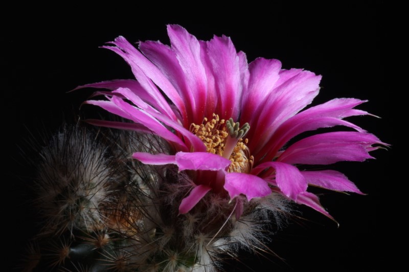 Echinocereus reichenbachii 