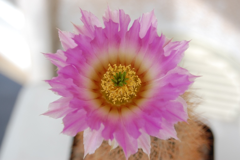 Echinocereus  reichenbachii ssp. baileyi SB211