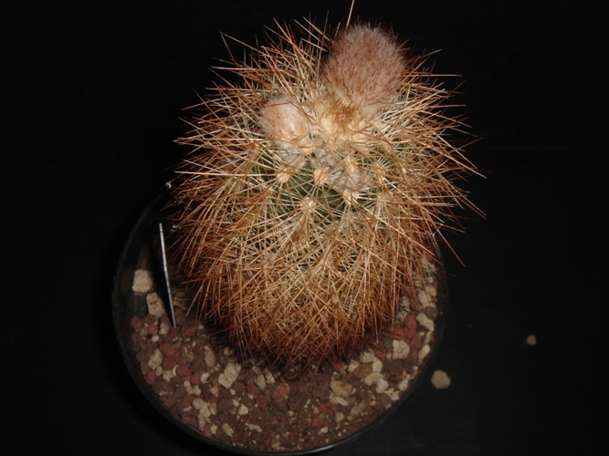 Echinocereus  reichenbachii ssp. baileyi SB211