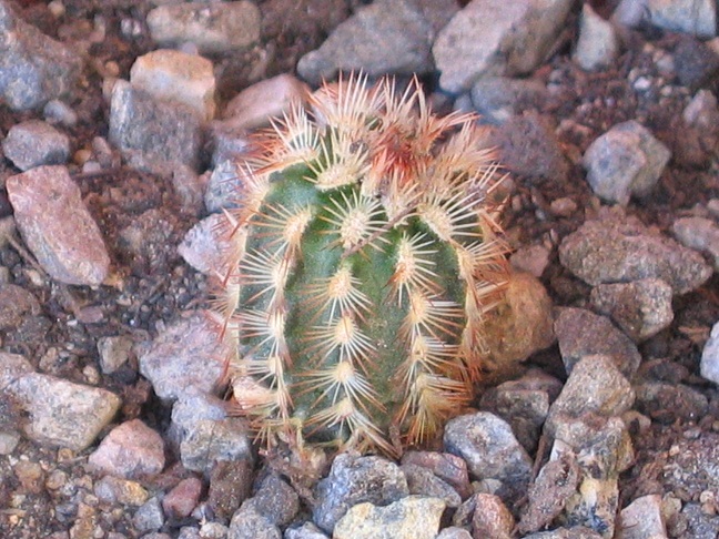 echinocereus reichenbachii burrensis