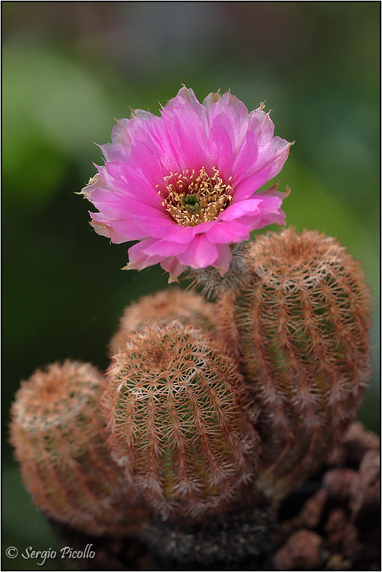 Echinocereus reichenbachii ssp. caespitosus 